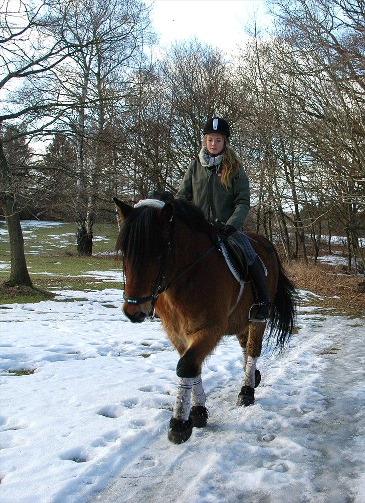 Nordsvensk Skovhest Lukas - <3<3 vi takker og siger farvel/skridter hjem efter lidt dressur. billede 9