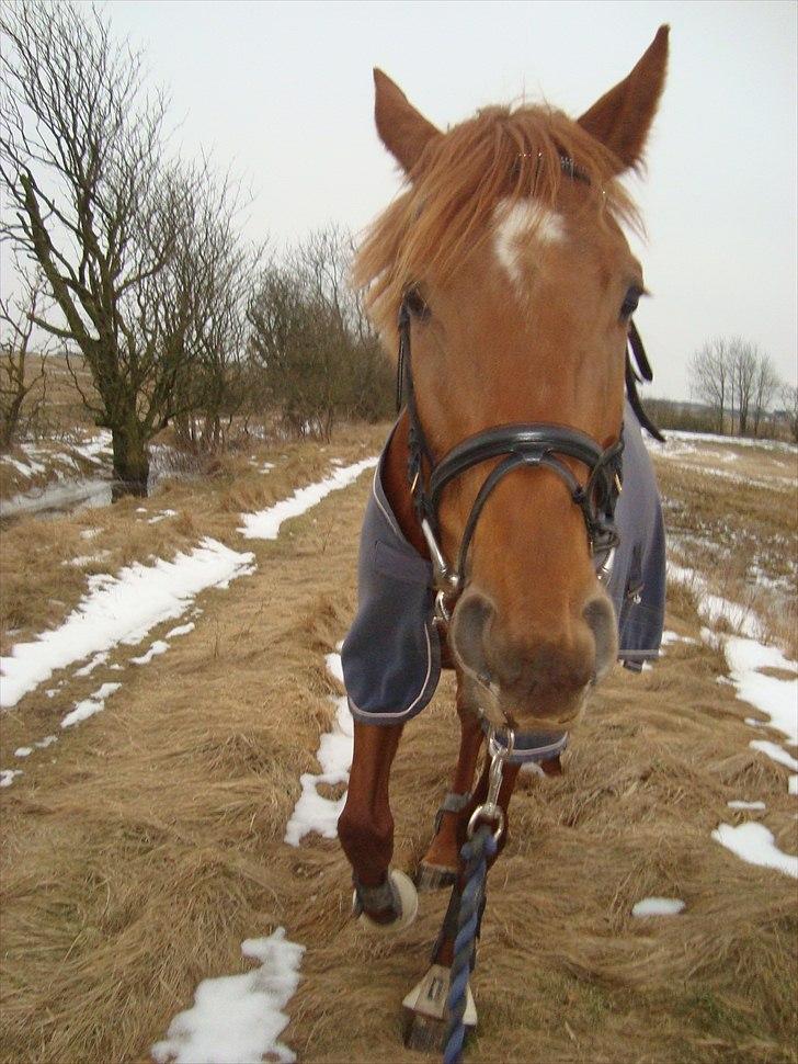 Fuldblod (XX) Tarika Pigen  ** SOLGT** - på en lille gå tur over i skoven, (:  billede 5