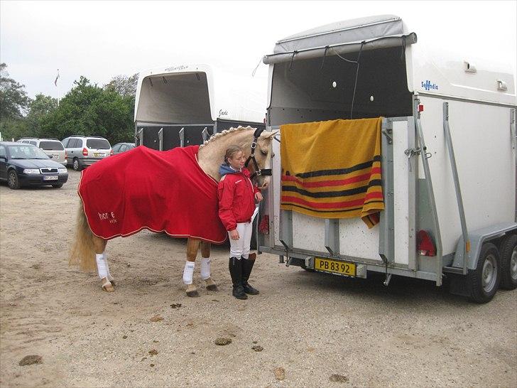 Palomino Møgelkjærs Surprise R.I.P - Ved at sadle min dejlige pony op. billede 7