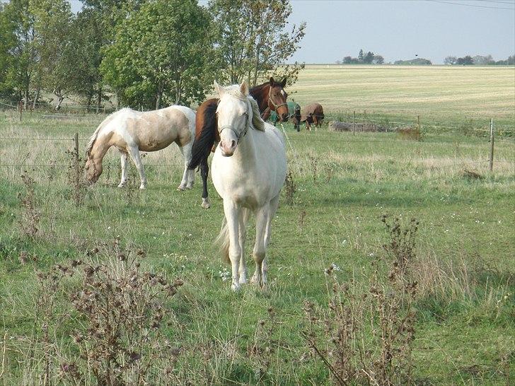 Palomino Sepstrups Groovy Day - Jubii nu kommer min moar og henter mig billede 6