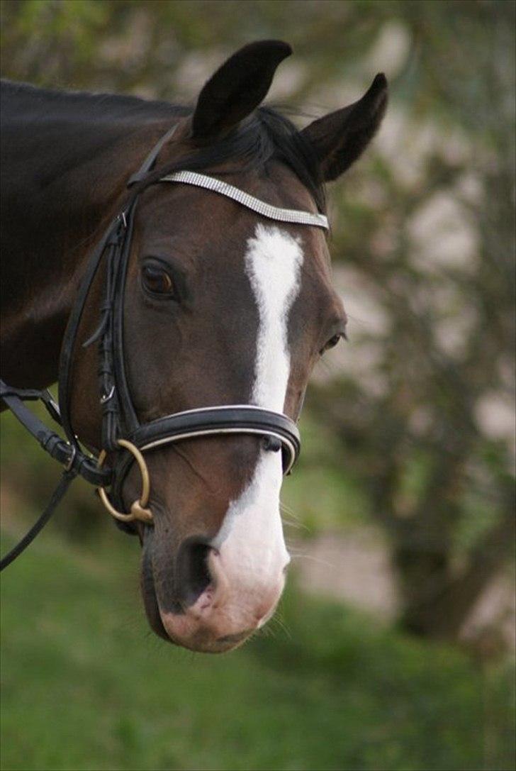 Hollandsk Varmblod TREFFER J B-PONY ~ A-PONY  - Findes der en smukkere pony? :-)<33 billede 16