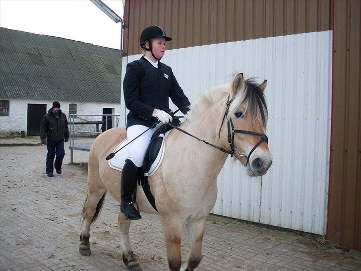 Fjordhest Bucklands felix (red) - mig og felixs første stævne på vosk billede 1