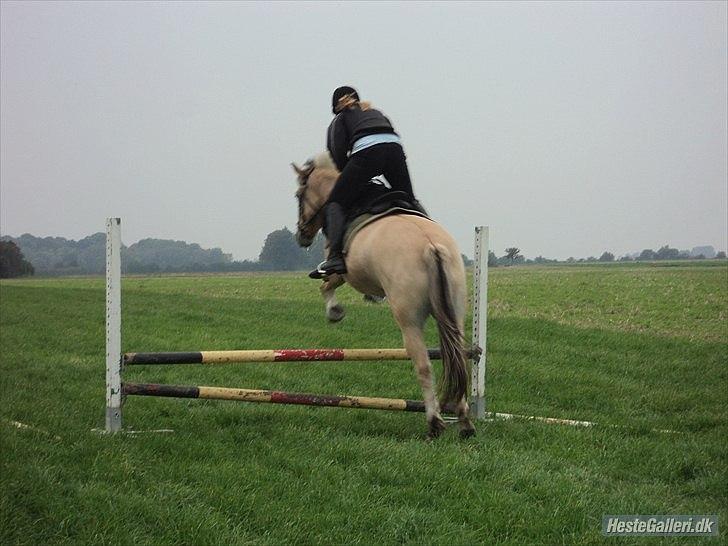 Fjordhest Bucklands felix (red) billede 2