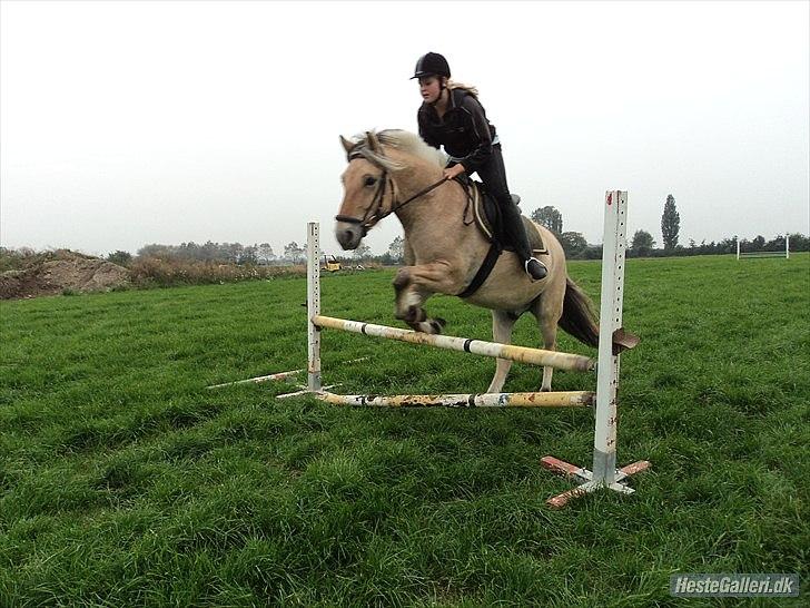Fjordhest Bucklands felix (red) billede 3