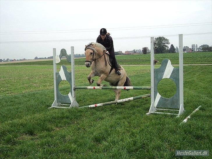 Fjordhest Bucklands felix (red) billede 4