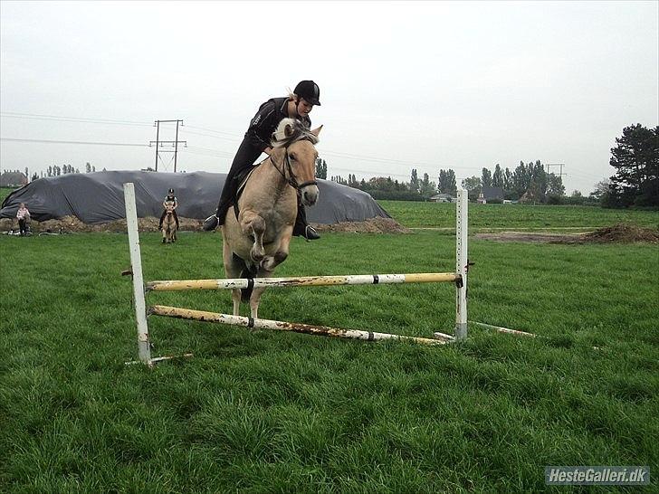 Fjordhest Bucklands felix (red) billede 5
