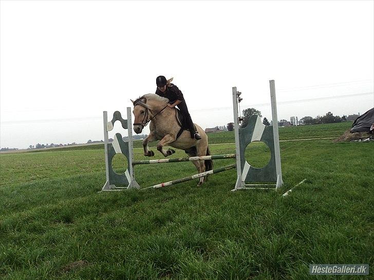 Fjordhest Bucklands felix (red) billede 6