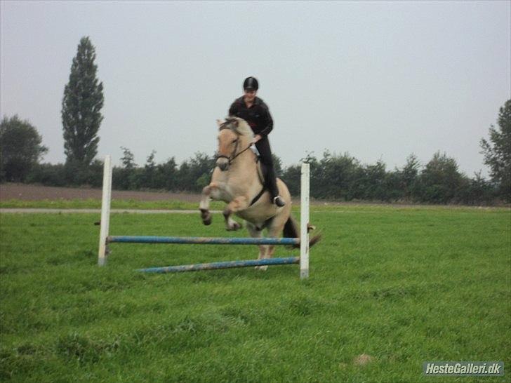 Fjordhest Bucklands felix (red) billede 7