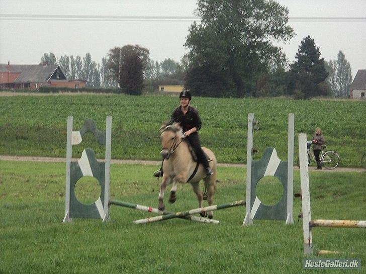 Fjordhest Bucklands felix (red) billede 8