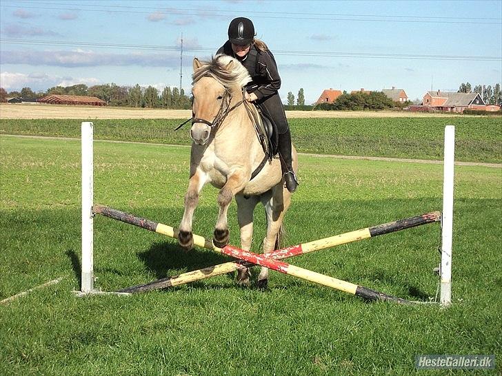 Fjordhest Bucklands felix (red) billede 9