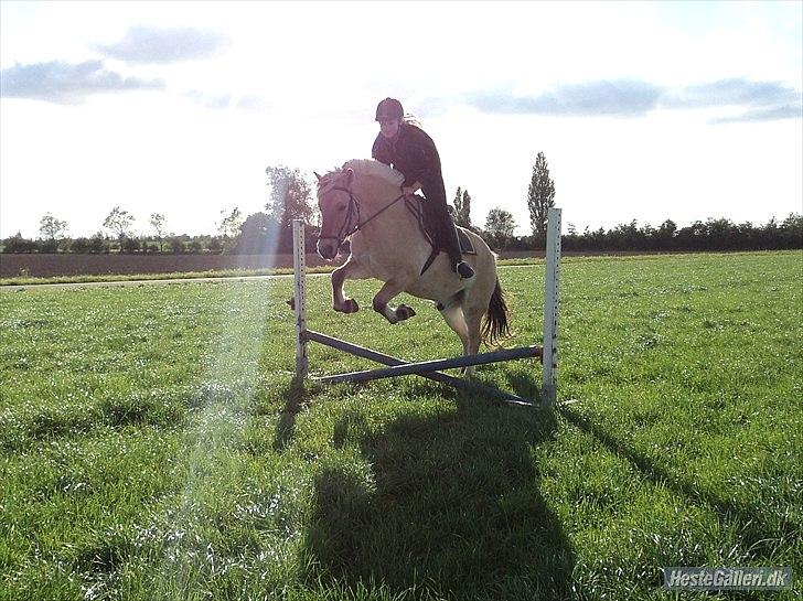 Fjordhest Bucklands felix (red) billede 10