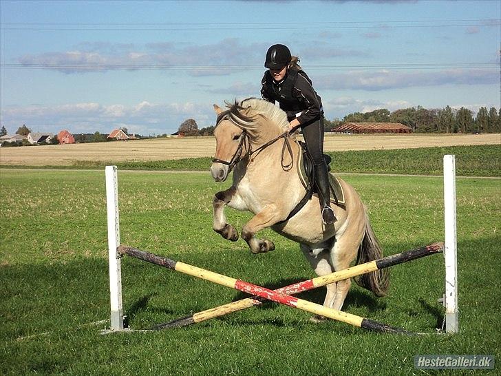 Fjordhest Bucklands felix (red) billede 11