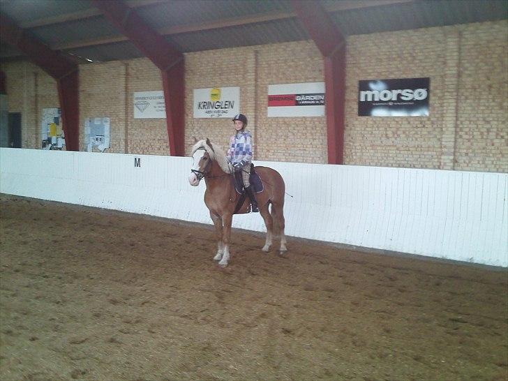 Haflinger Alladin Hestbjerggaard <3 - Alladin min prinz! <3 billede 3