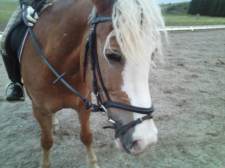 Haflinger Alladin Hestbjerggaard <3 - Alladin meget træt efter en hård ridetime! <3<3  billede 4