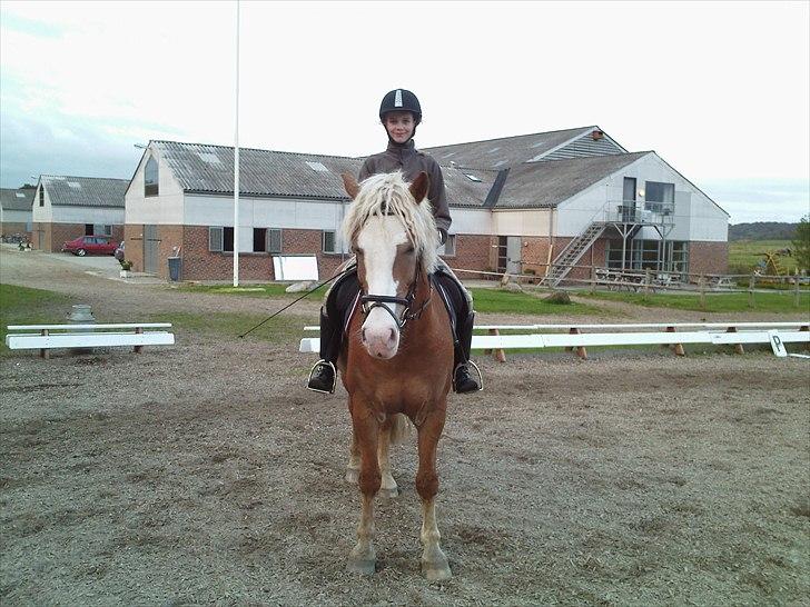 Haflinger Alladin Hestbjerggaard <3 - Elsker dig smukke !! du er alt!´ <3  billede 5