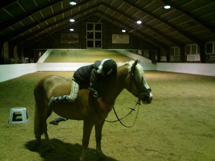 Haflinger Alladin Hestbjerggaard <3 -  
Jeg vil gerne vågne op fra drømmende fordi, virkeligheden med dig er bedre ..
 
 billede 7