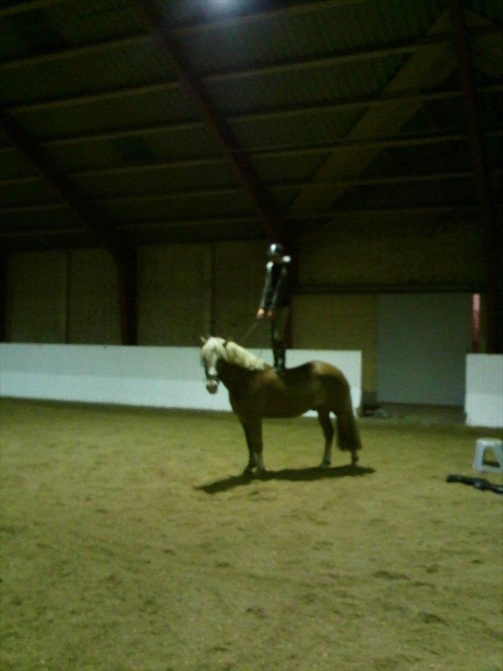 Haflinger Alladin Hestbjerggaard <3 - Jeg kan alt med dig! (': billede 8