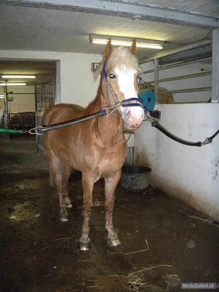 Haflinger Alladin Hestbjerggaard <3 - Et billede fra Cecilie af den smukke prins! <3 -Tak! billede 9