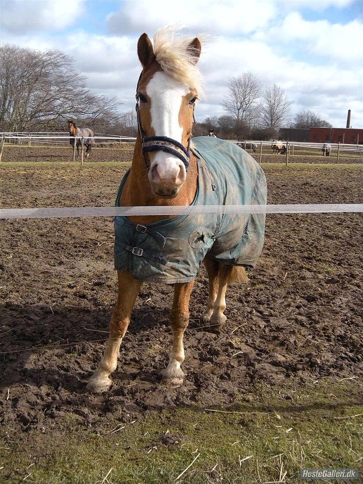Haflinger Alladin Hestbjerggaard <3 - Du er skøn pony !! billede 10