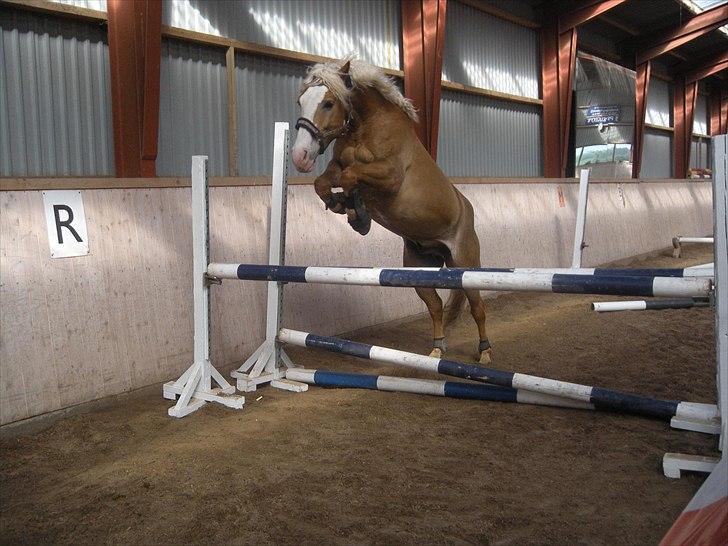 Haflinger Alladin Hestbjerggaard <3 - Alladin løsspringer :P også fra Cecilie -Tak<3 billede 11