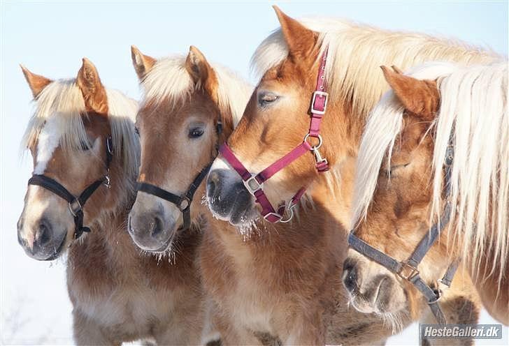 Haflinger Nordan`s Aurora *EM GULD* billede 15