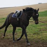 Dansk Varmblod Lanell 'Himmelhest' RIP