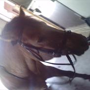 Anden særlig race valle