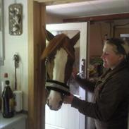 DSP Birkely's Mester (Solgt)