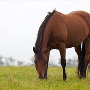 Amerikansk Paint Pony Shezarivergirl