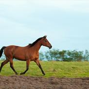 Amerikansk Paint Pony Shezarivergirl