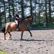 Anden særlig race Zeus *Pensioneret*