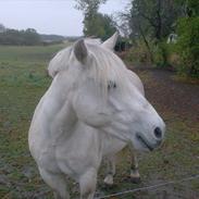 Anden særlig race Sabbe