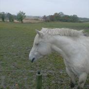 Anden særlig race Sabbe