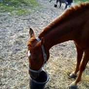 Arabisk fuldblod (OX) Ghazal Al Bahir OX