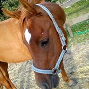 Arabisk fuldblod (OX) Ghazal Al Bahir OX