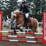 Haflinger Anzit Rundhøj