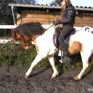 Islænder Hreyfing Fra Ballebækgård