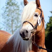 Haflinger Linda-Copper Wican