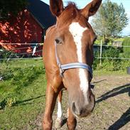 Traver Alex Trotting (alek)