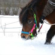 Shetlænder Ædellunds Matilde