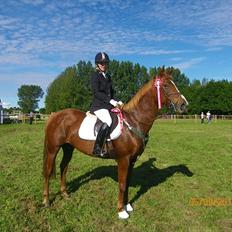 Anden særlig race Fiesta