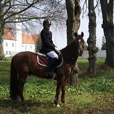 New Forest Hokus Pokus 2