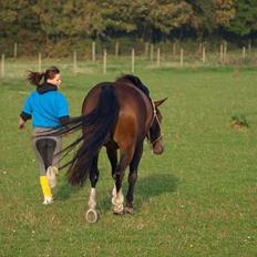Anden særlig race Macho