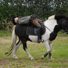 Anden særlig race Moonlight