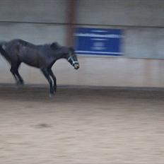 Dansk Varmblod De Noisette