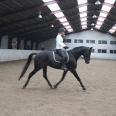 Dansk Varmblod De Noisette