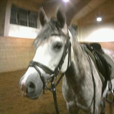 Arabisk fuldblod (OX) Bonique Bogota <3