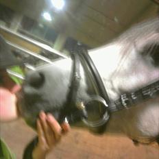 Arabisk fuldblod (OX) Bonique Bogota <3