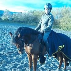 New Forest Filur - B-Pony