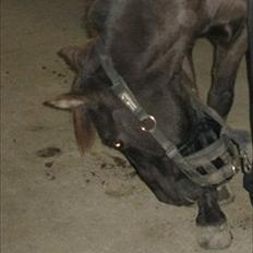 Anden særlig race Filur <3 